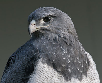 Blaubussard.jpg