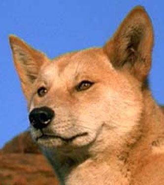 dingo3_0000.jpg